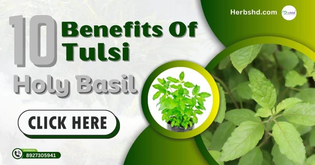 10 Benefits Of Tulsi (Holy Basil)