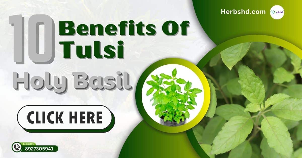 10 Benefits Of Tulsi (Holy Basil)